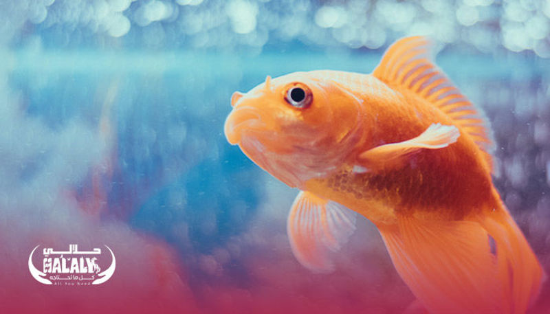 Top 10 Tips Before Buying an Aquarium